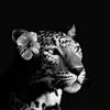 roza12_f