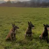 zajmarmalinois
