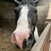 m.horses_xoxo