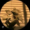 leyli8208