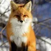 fox197820