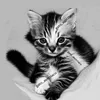 gato_austriaco