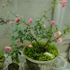 khuongnguyen7766