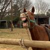 rhfarmstables