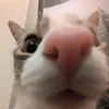 kittycatvroomvroom