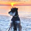 tobiasschnauzer