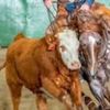 metallic.bred.colt