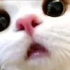 xcy_40