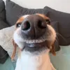 guilhermaoloko113
