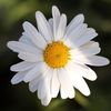 alorod_5050
