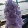 mai_huynh_88_