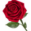 kazm_alsaher75