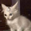 anhtraisayhy52