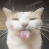 aydamko
