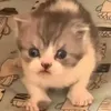 blivebrongton
