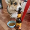 corgi_iva