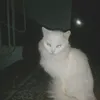 kkissa_0