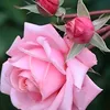 mhmedk_19