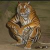 saad_dqs