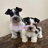 texasblessedschnauzers