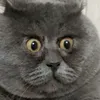 polymejdhdbjdi
