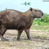 imcapybara1