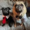 leroyludwigpugs