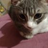 messiminichikito