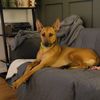 loki_wonder_dog