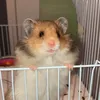 Kobe 🐹