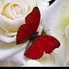 farfoura_03