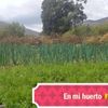 rosendochoque3