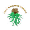 exoticplatycerium