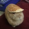 bunny_made_of_jade