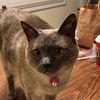 imjustthinkingaboutcats