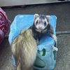 dancing_ferret