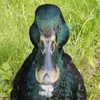 Jerry The Duck