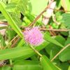 frilia250406