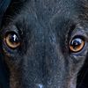 mary.hound