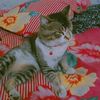 mishiisheikh___980