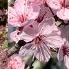sakura.625