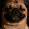 1zzzpugzzz1
