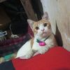 hartatahtams_icha