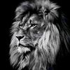 _83_nigar_