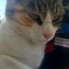 tommaso_buscetta7