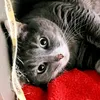 luna1lily2