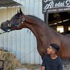 .A.     .🐎.     .S.