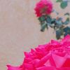 userwdrdnc44a4