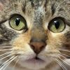 yothecatmeows