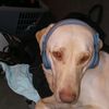 labrador_sharpie_mix